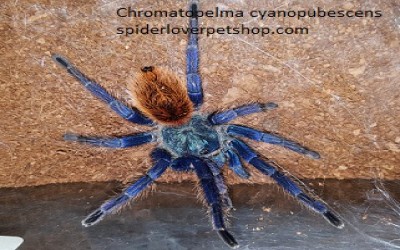 Chromatopelma Cyaneopubescens / GBB /GREEN BOTTLE BLUE Sling Tarantula